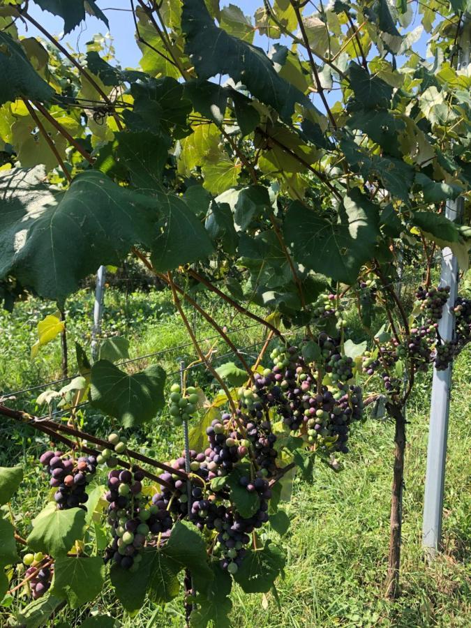 Fehring Winzerhaeuschen Kern 아파트 외부 사진