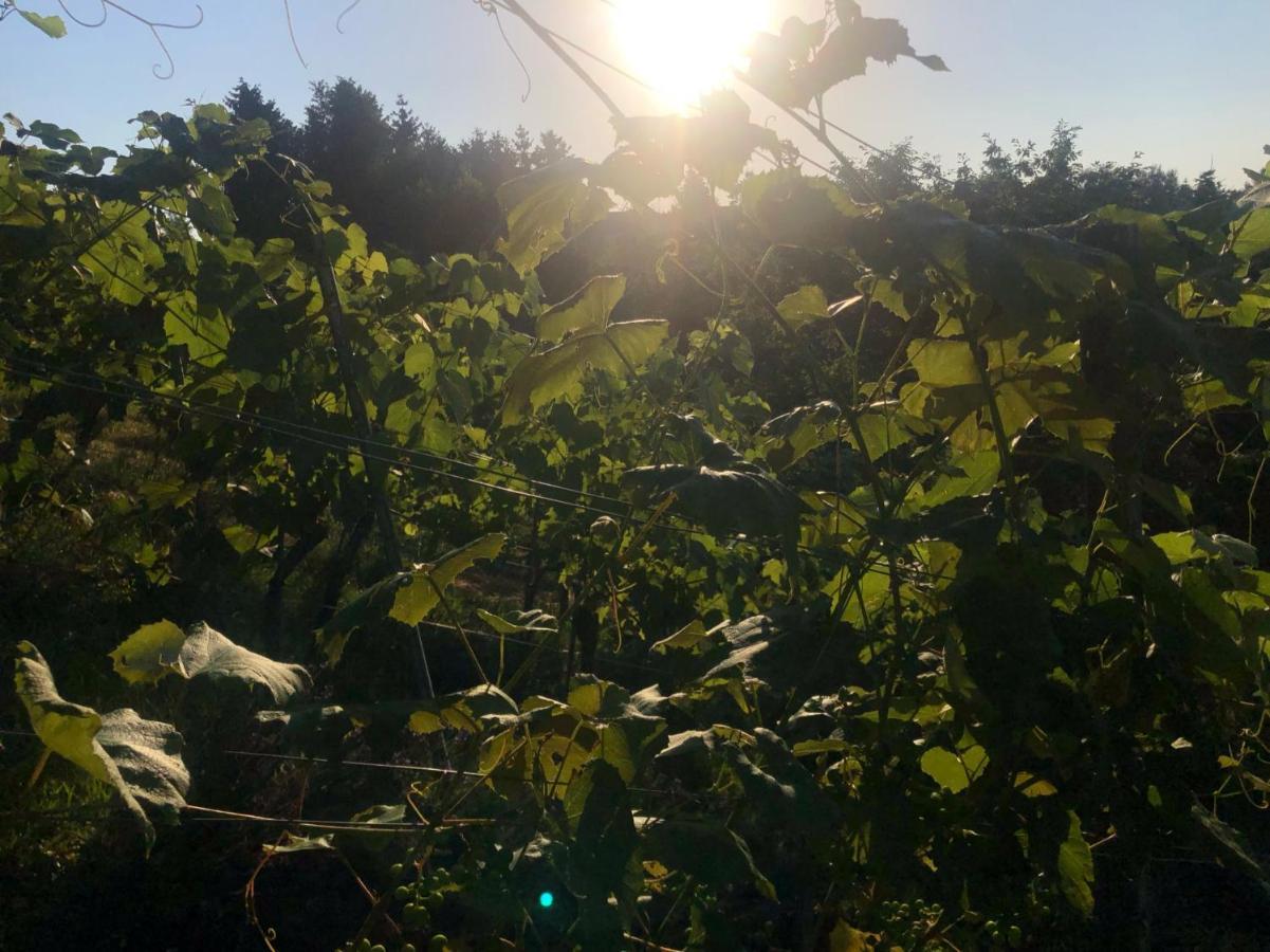 Fehring Winzerhaeuschen Kern 아파트 외부 사진